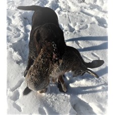 Охотничья практика